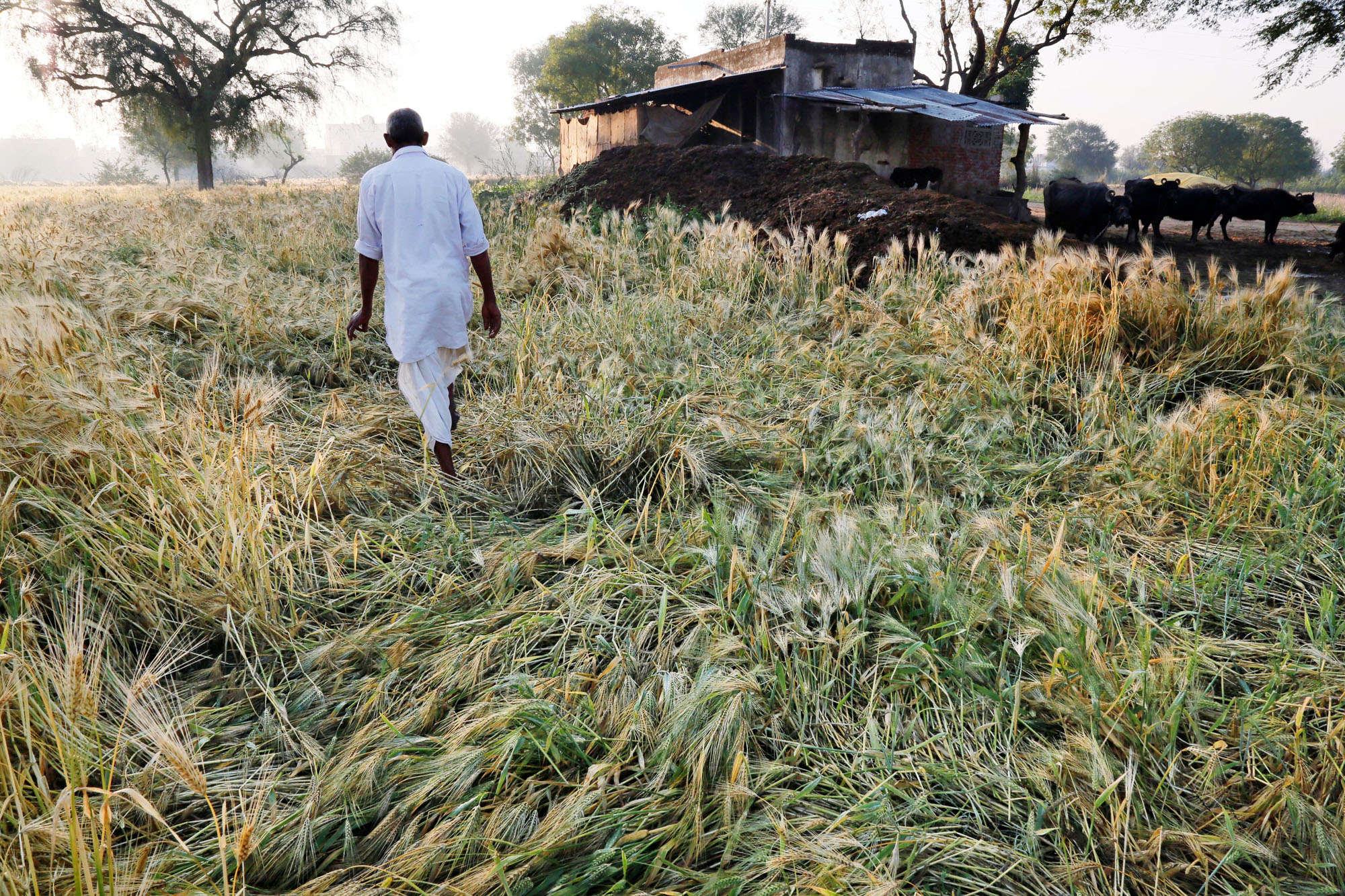 India Crops Damaged