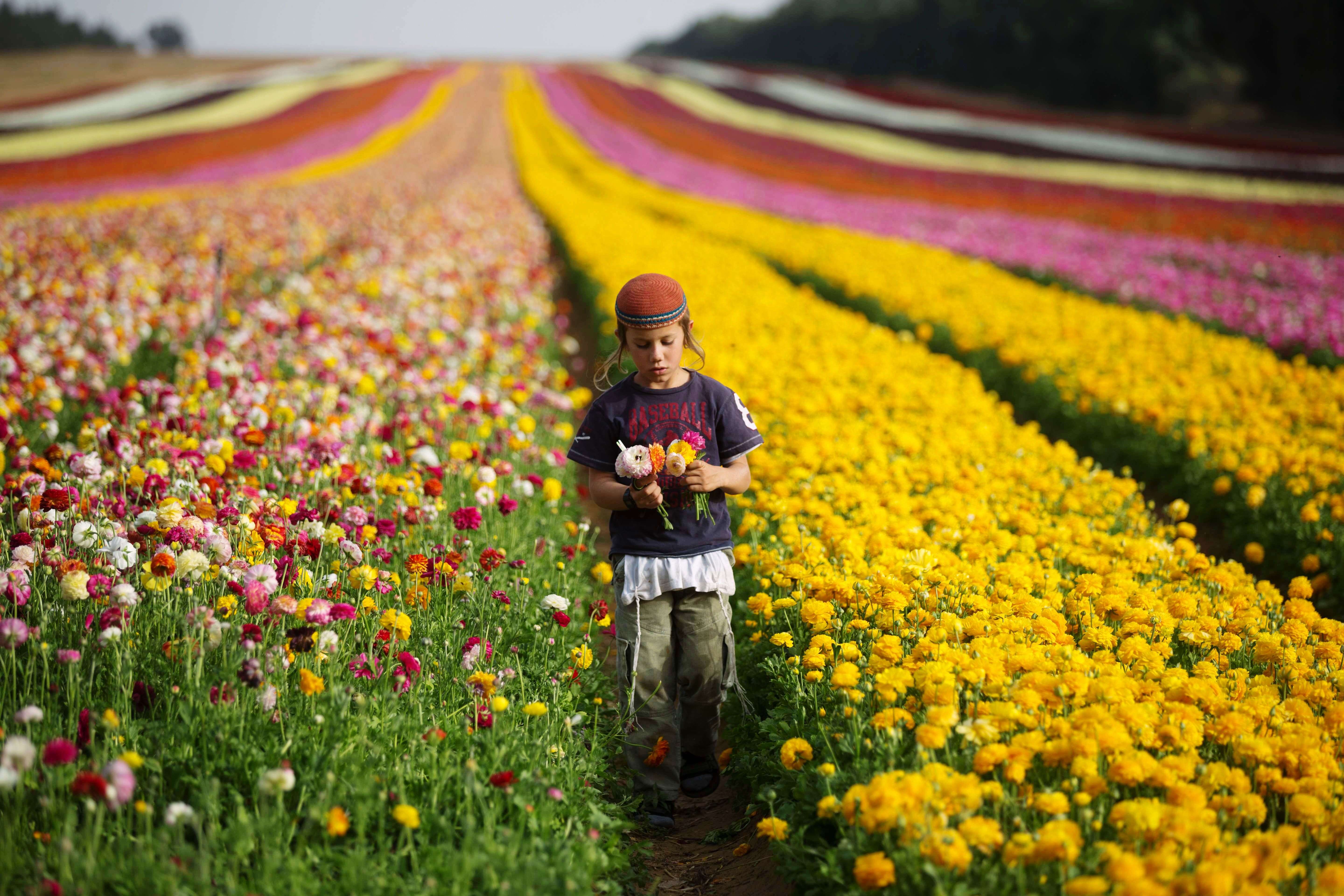 An Israeli boy picks Ranunculus flowers in a cultivated field in the southern Israeli Kibbutz of Nir Yitzhak, located along the Israeli-Gaza Strip border. The flower bulbs will be mostly exported to Europe. (AFP PHOTO/MENAHEM KAHANA)