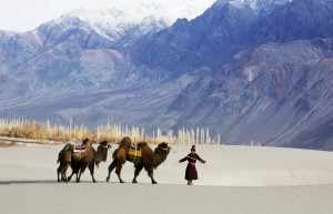 Man leading camels, Nubra, Ladakh, India