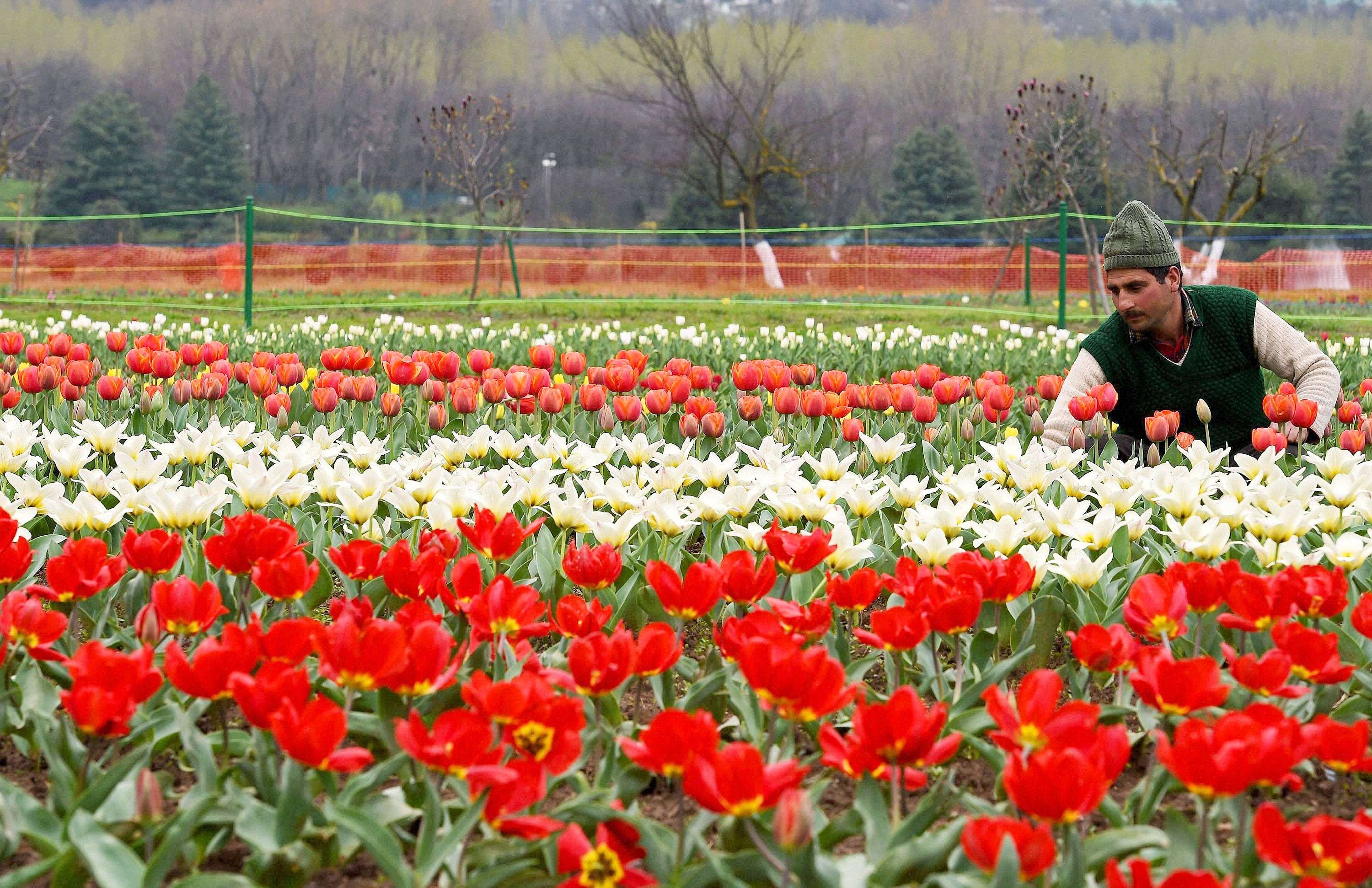 A gardener working in Tulip garden. (Photo credits: PTI/ S Irfan) 