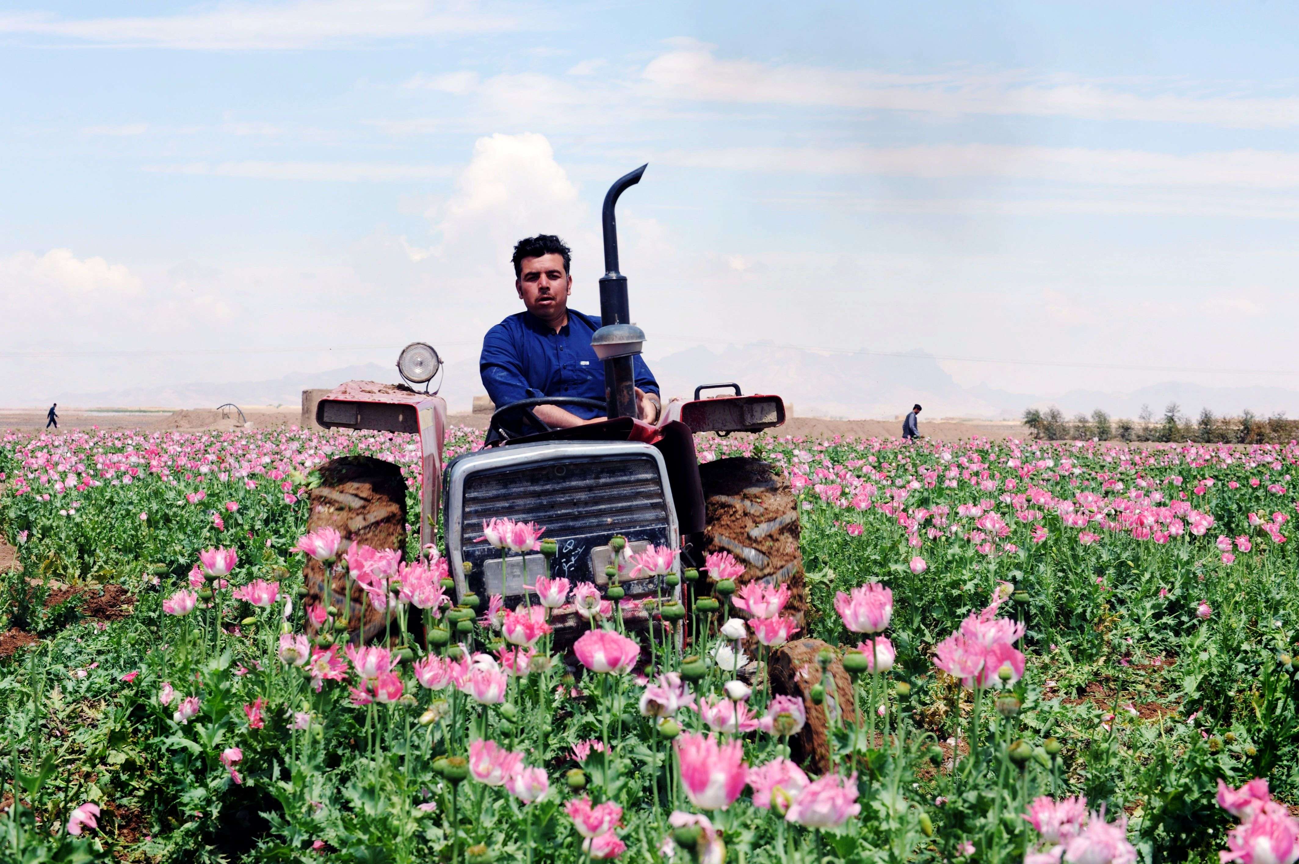 A member of the Afghan security force drives a tractor as he destroys an illegal poppy field in Maiwand district of Kandahar province. (AFP PHOTO/Javed Tanveer)