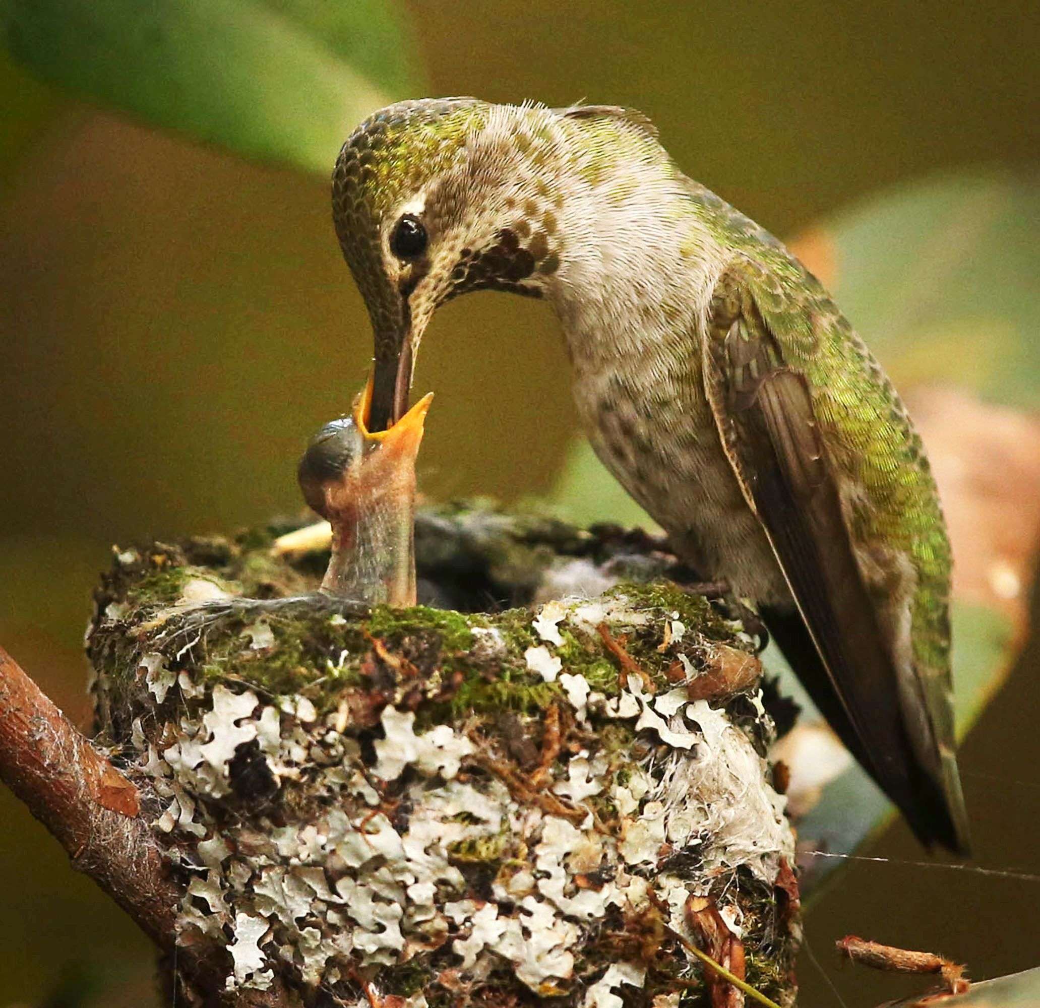 An Anna's Hummingbird feeds a recently hatched chick in a nest outside The Register-Guard newspaper offices in Eugene, Ore. (AP Photo/The Register-Guard)