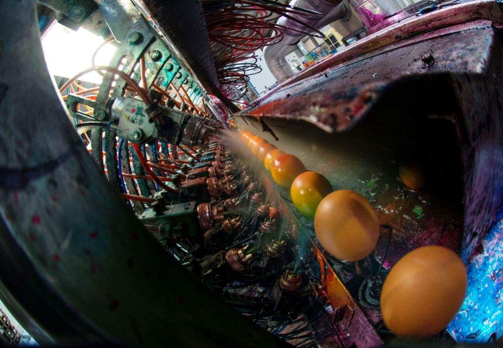 Freshly cooked eggs sit on a belt receiving a paint coat at a paint booth at Schrall Eier egg factory in Diendorf-Wuermla, west of Vienna. Schrall Eier company, founded in 1953, started the production of coloured eggs in 1990. (AFP photo/Joe Klamer)
