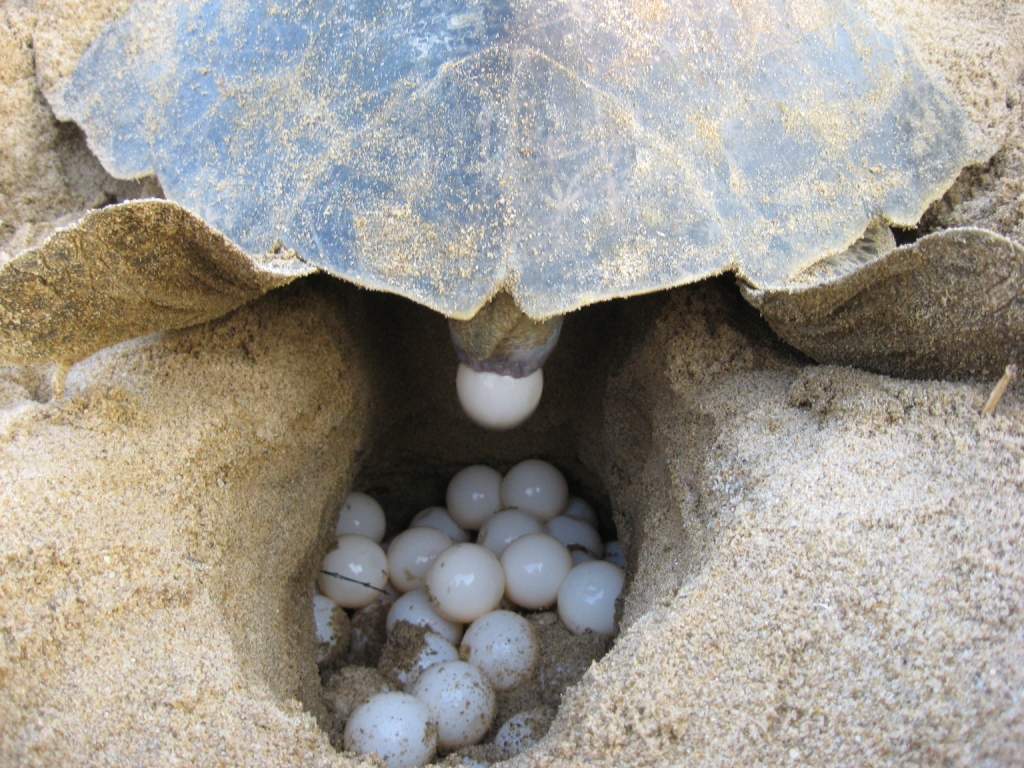 ABOUT 100-ODD EGGS ARE LAID AT A TIME