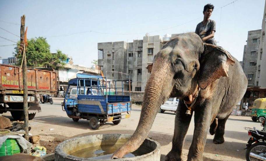 An elephant quenches its thirst in the city with the maximum temperature touching 43 degrees celsius in Ahmedabad.