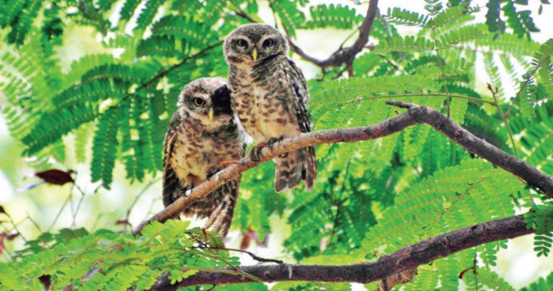 A pair of owls spotted on a tree at Vuda Park in Visakhapatnam. (Photo: A Sarath Kumar)
