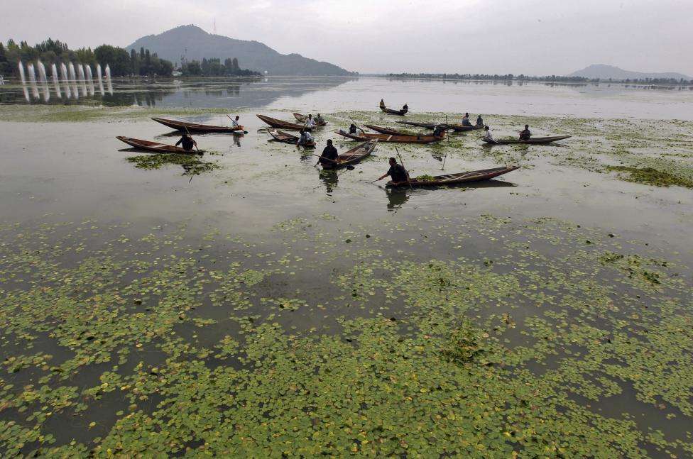 Kashmiri men in boats manually collect weeds from the polluted waters of Dal Lake, covered by aquatic plants in Srinagar. (REUTERS/Fayaz Kabli/Files)