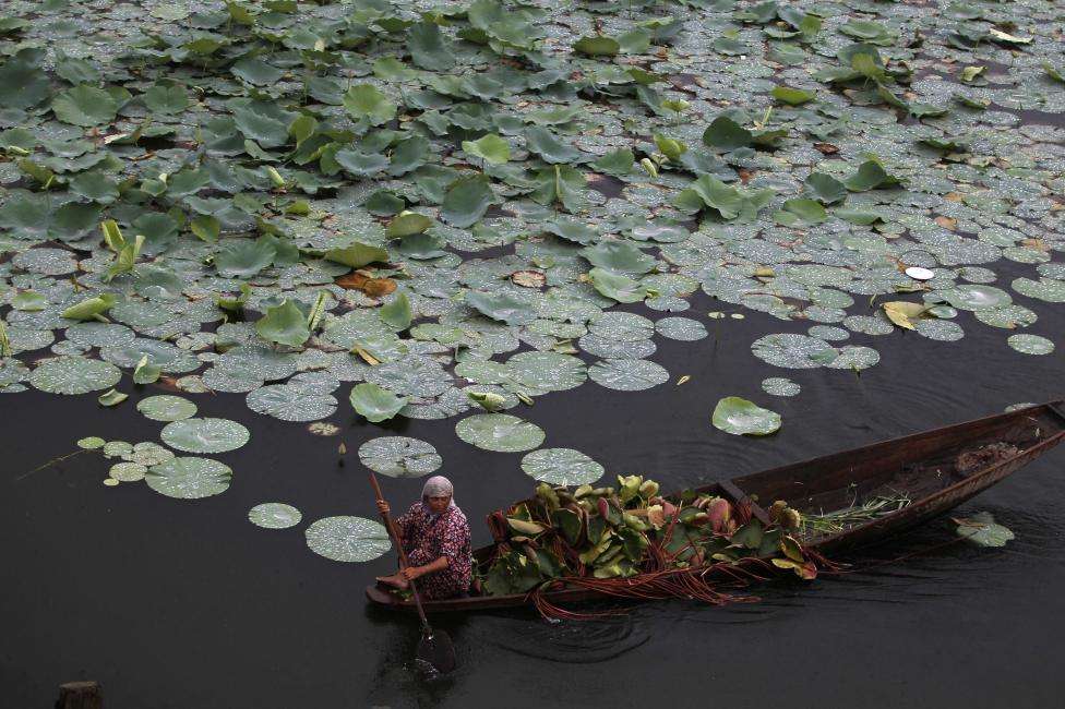 A Kashmiri woman rows a boat filled with lotus leaves on Dal Lake in Srinagar. (REUTERS/Danish Ismail/Files)