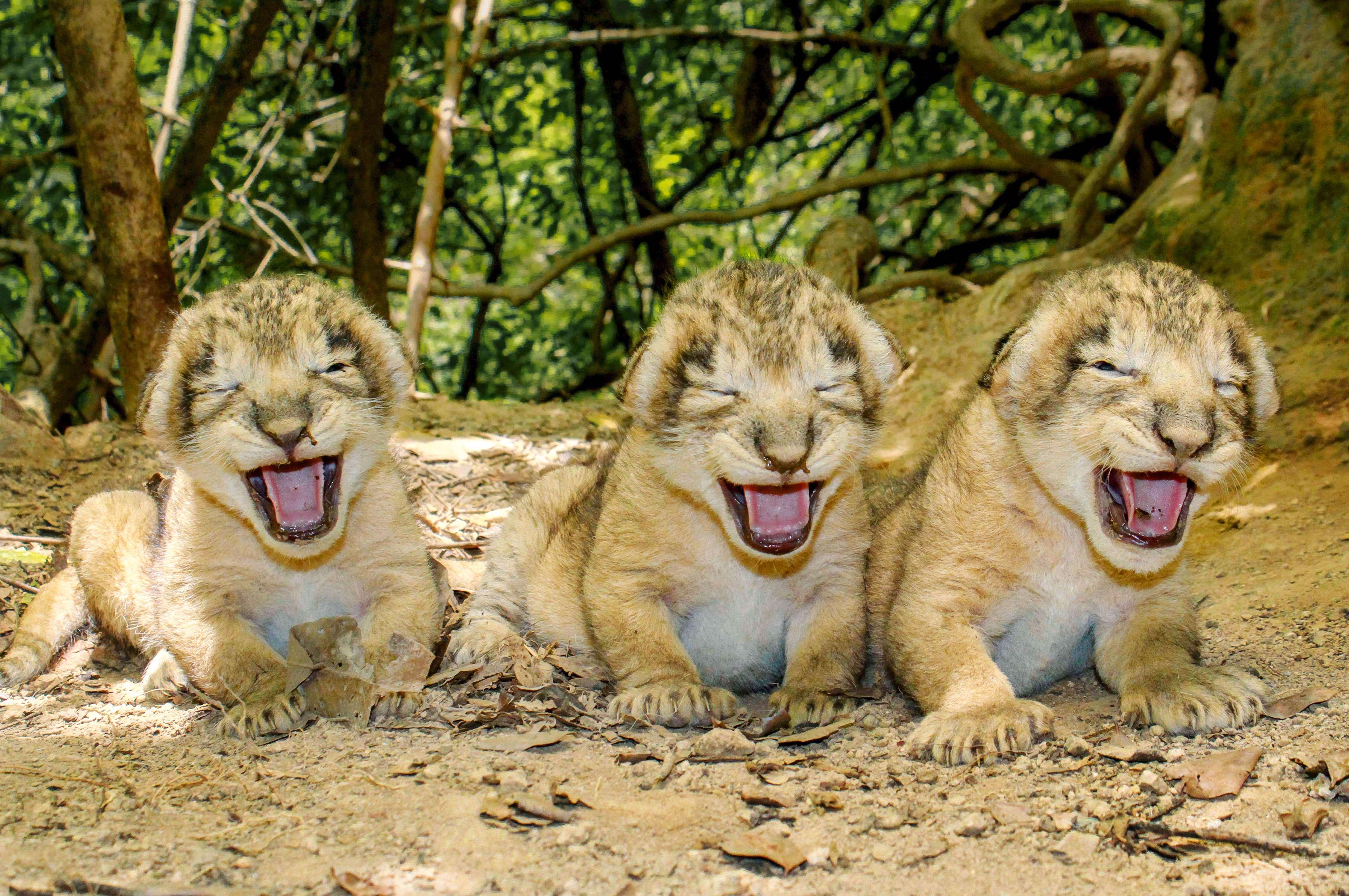 Newly-born Asiatic lion cubs sit near their den in the Khutani area of the sanctuary in the Junagadh region of Gujarat. The lion cubs were born on July 5, 2015. (AFP)