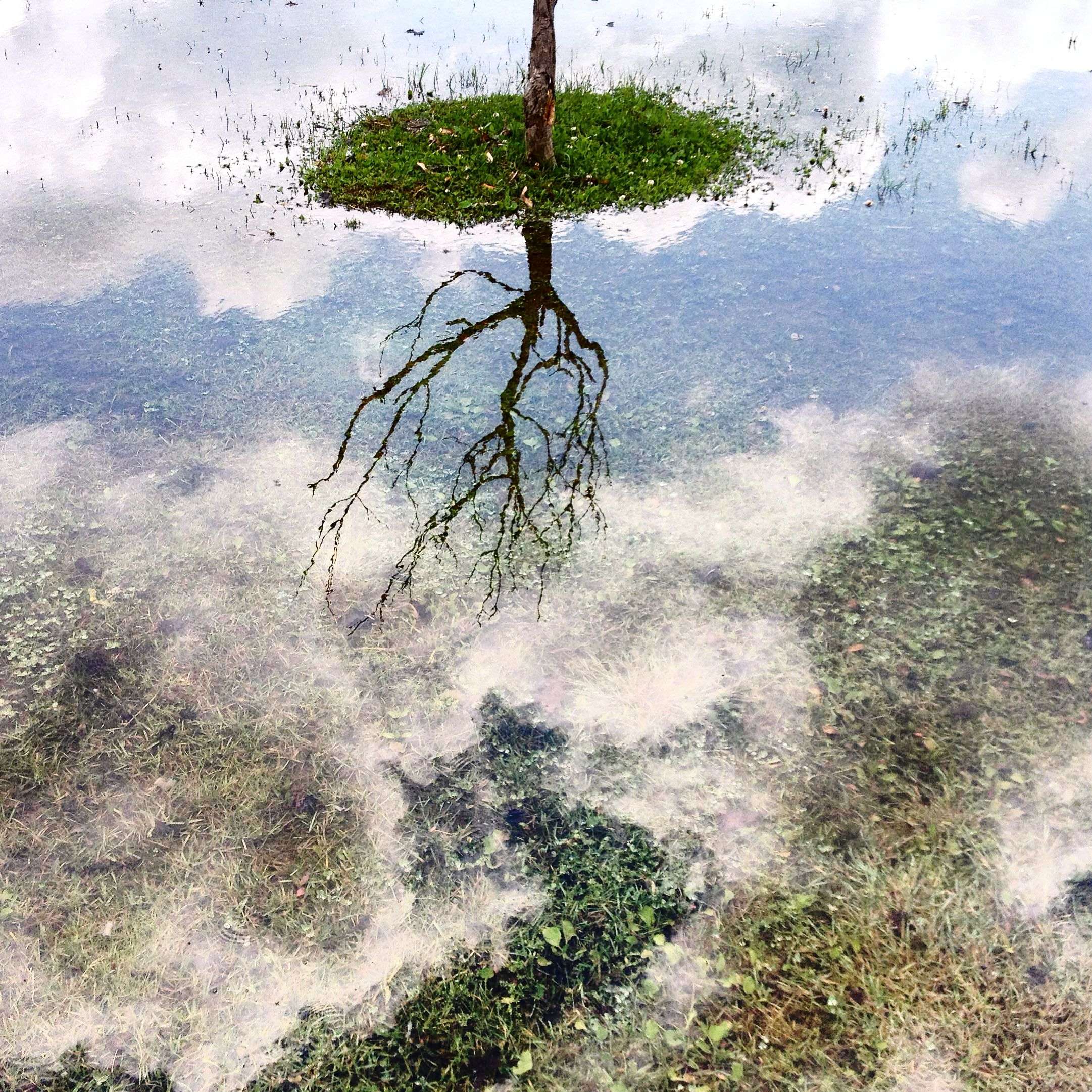 A tree is reflected in a puddle at Wahconah Park in Pittsfield, Mass. (AP Photo/The Berkshire Eagle, Ben Garver)
