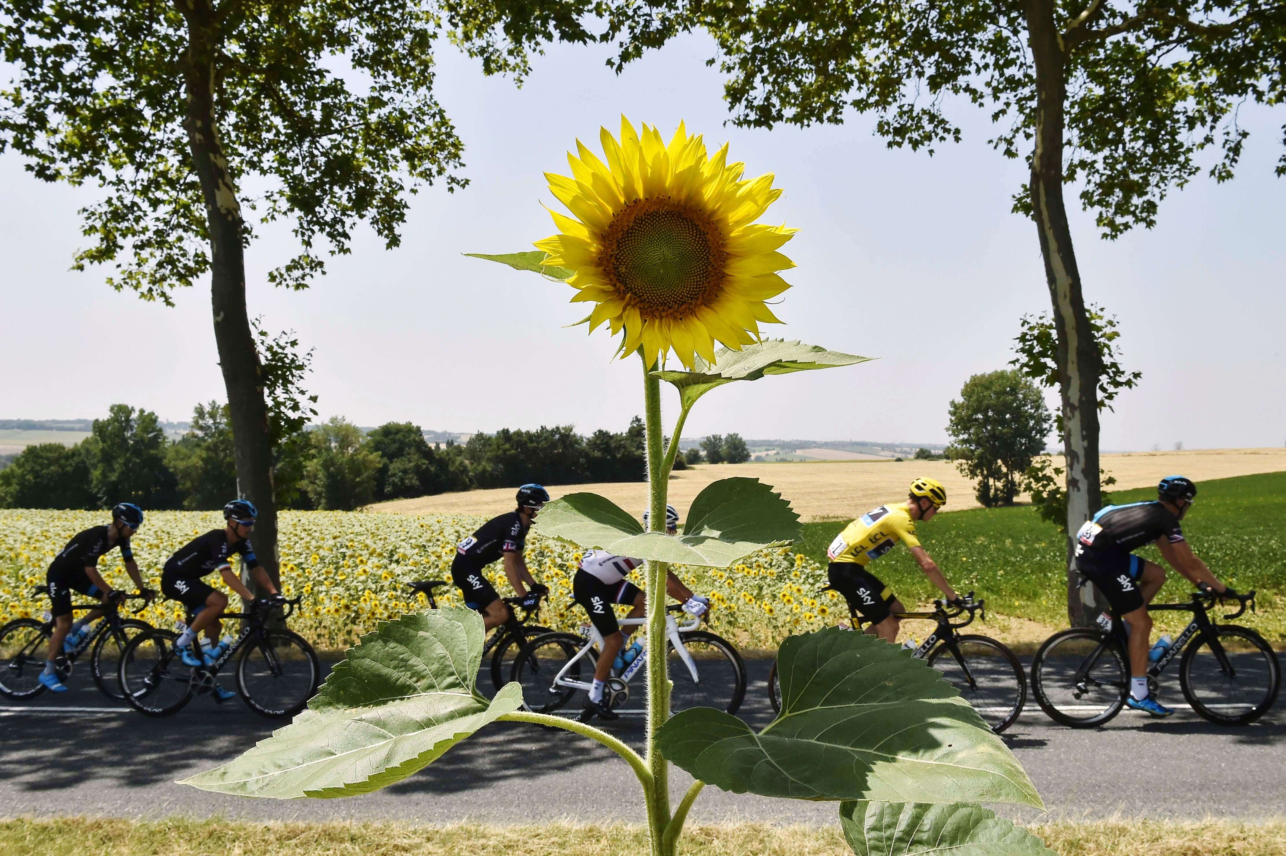 Great Britain's Christopher Froome rides in the pack with his teammates of the Great Britain's Sky cycling team, past a sunflowers field during the 198.5 km thirteenth stage of the 102nd edition of the Tour de France cycling race, between Muret and Rodez, southern France. (AFP/ Jeff Pachoud)