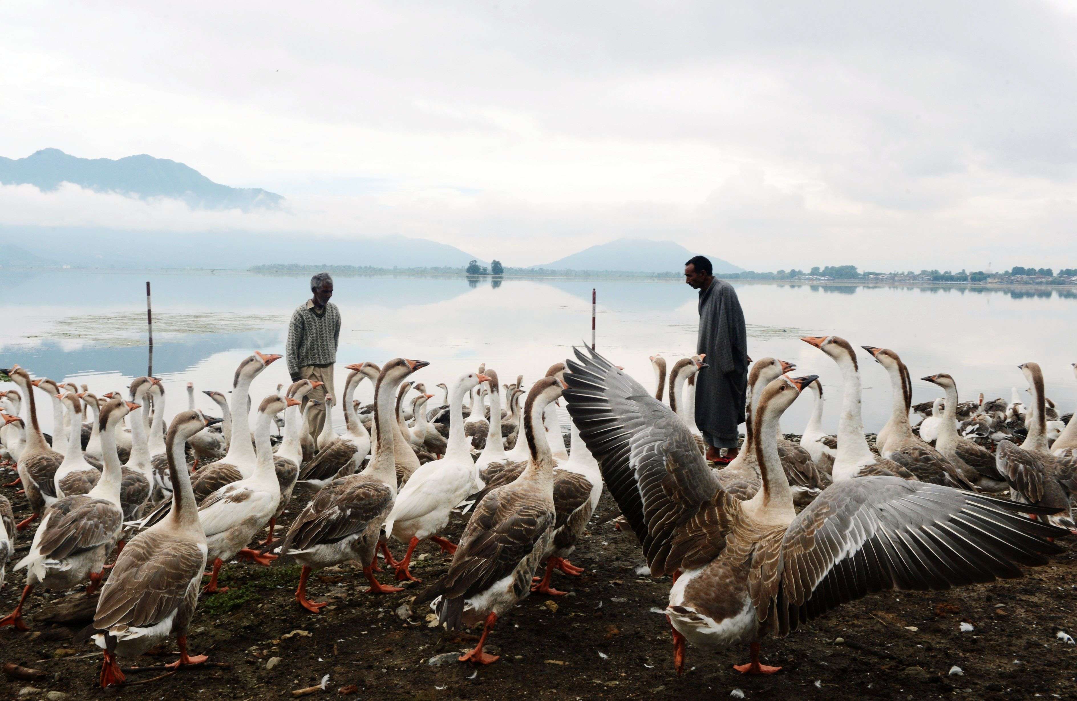Kashmiri men feed geese on the shores of Dal Lake in Srinagar. (AFP/ Tauseef Mustafa) 