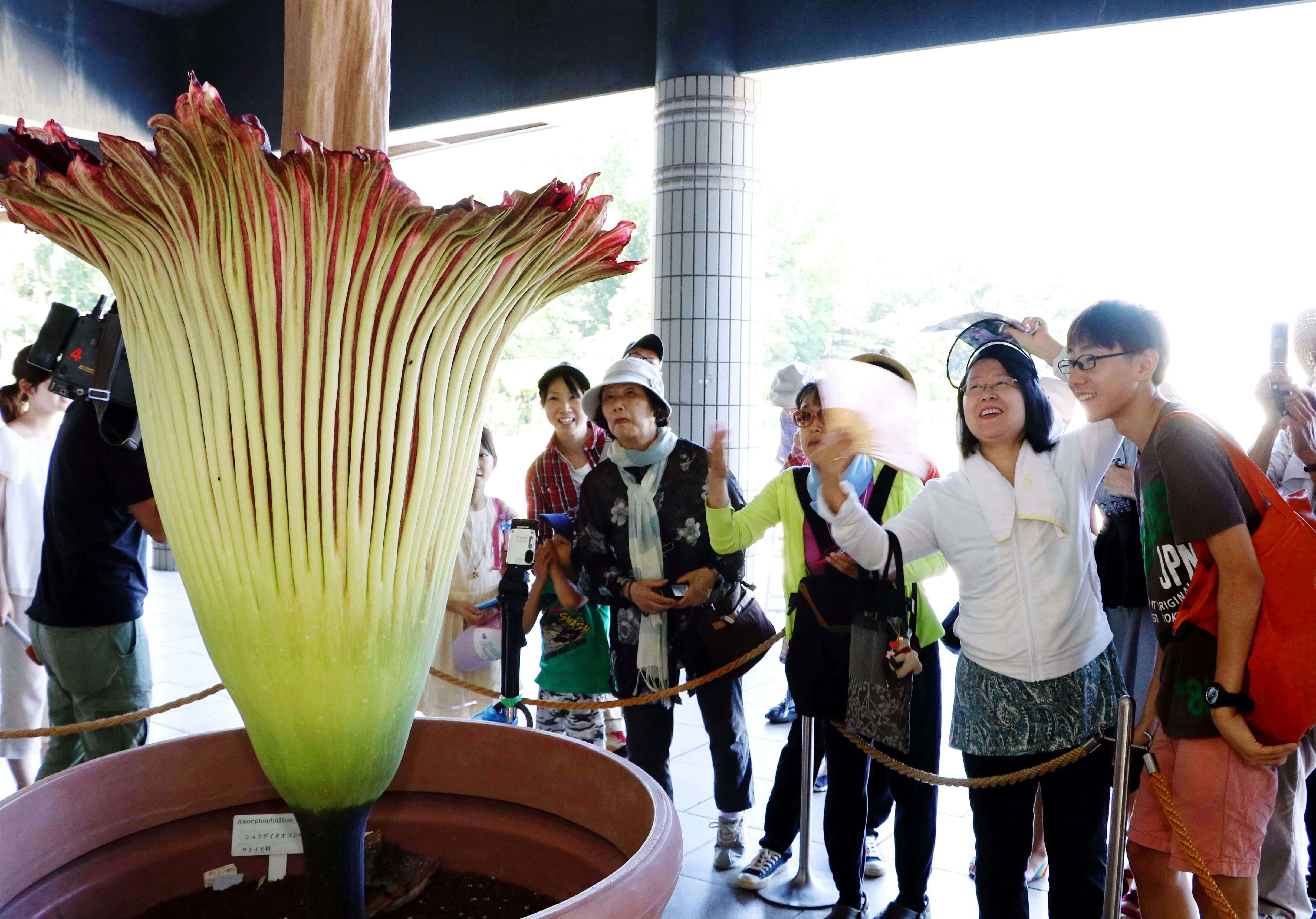 People admire a giant Titan Arum (Amorphophallus titanum) at the Jindai botanical gardens in Tokyo on July 22, 2015 after the flower started to bloom on July 21. The Indonesian plant has the world's largest blossom, standing 1.9 metres in height and smelling like decaying flesh to attract beetles. Hundreds of visitors queued to watch the rare flower which opens for only one or two days.   AFP PHOTO / Yoshikazu TSUNO