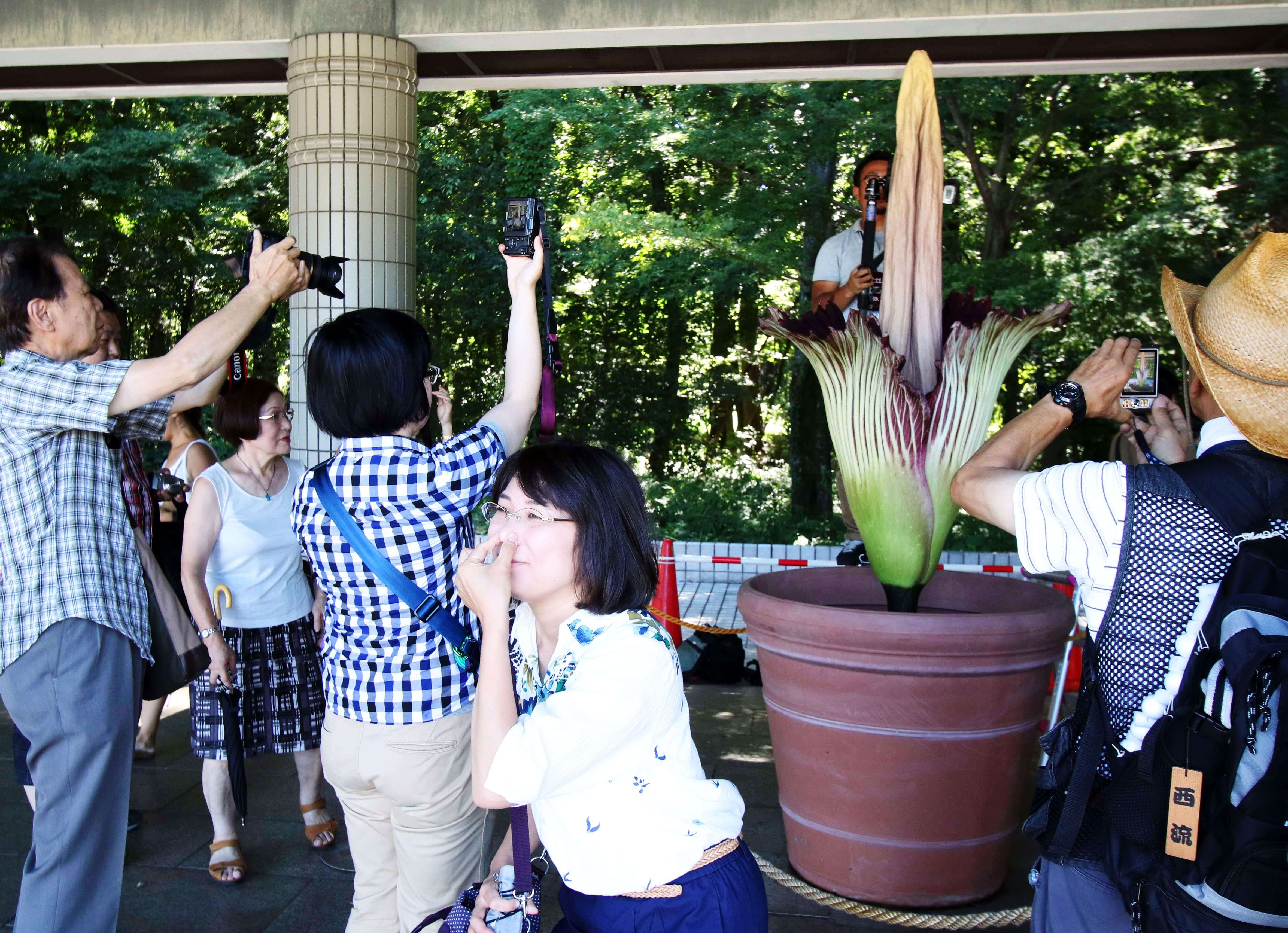 A woman reacts to the smell of the giant Titan Arum (Amorphophallus titanum) at the Jindai botanical gardens in Tokyo on July 22, 2015 after the flower started to bloom on July 21. The Indonesian plant has the world's largest blossom, standing 1.9 metres in height and smelling like decaying flesh to attract beetles. Hundreds of visitors queued to watch the rare flower which opens for only one or two days.   AFP PHOTO / Yoshikazu TSUNO