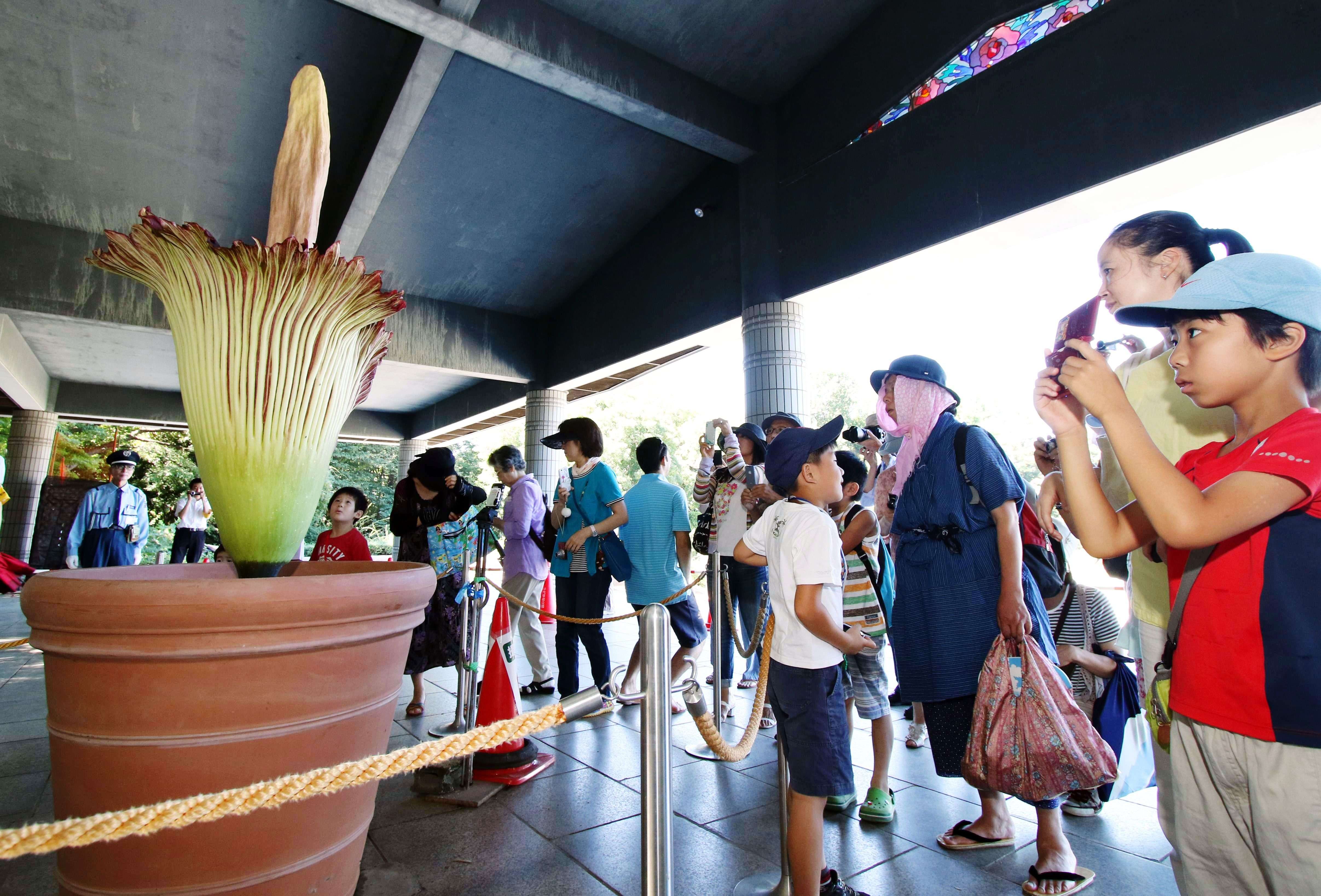 People admire a giant Titan Arum (Amorphophallus titanum) at the Jindai botanical gardens in Tokyo on July 22, 2015 after the flower started to bloom on July 21. The Indonesian plant has the world's largest blossom, standing 1.9 metres in height and smelling like decaying flesh to attract beetles. Hundreds of visitors queued to watch the rare flower which opens for only one or two days.   AFP PHOTO / Yoshikazu TSUNO