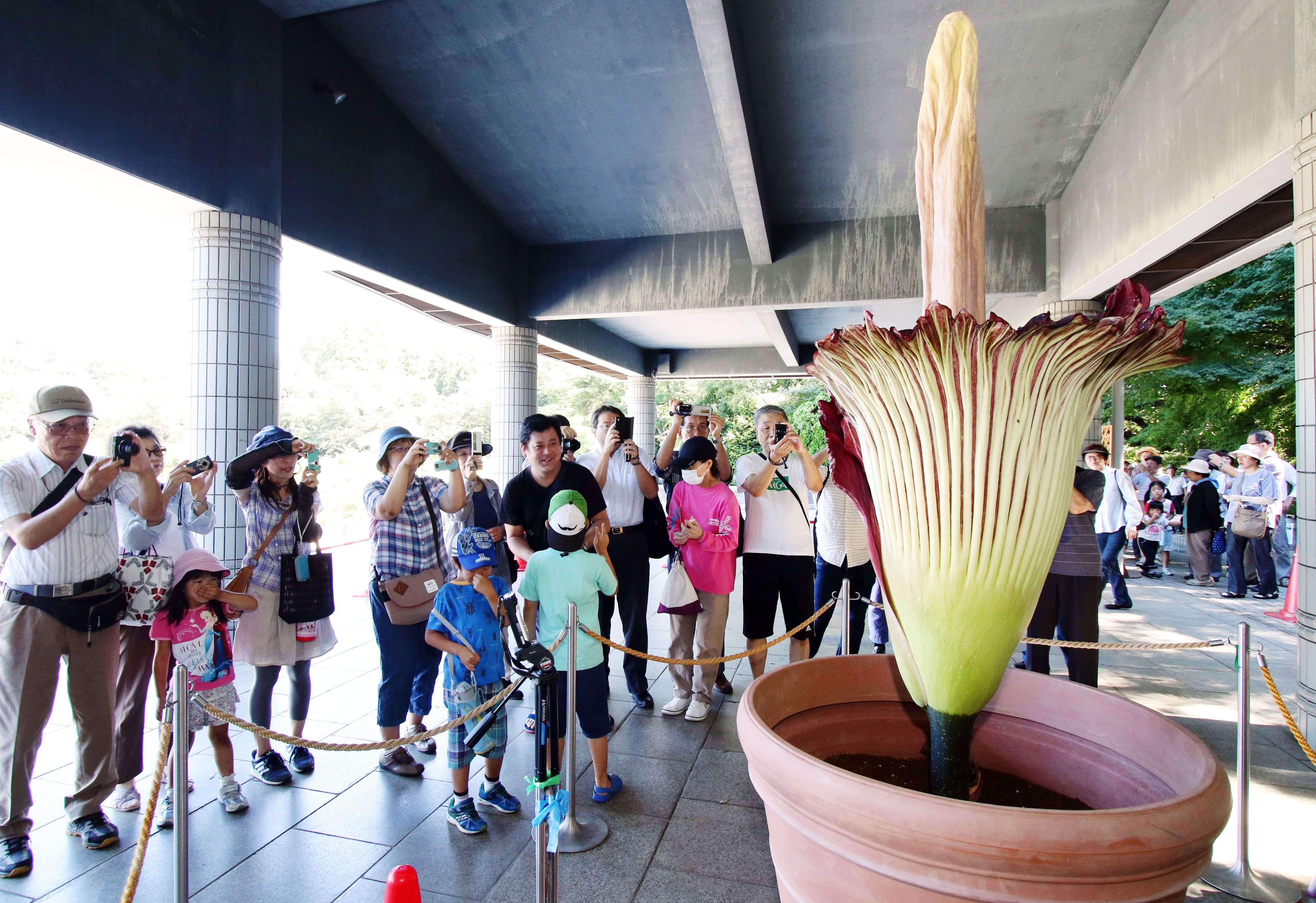 People admire a giant Titan Arum (Amorphophallus titanum) at the Jindai botanical gardens in Tokyo on July 22, 2015 after the flower started to bloom on July 21. The Indonesian plant has the world's largest blossom, standing 1.9 metres in height and smelling like decaying flesh to attract beetles. Hundreds of visitors queued to watch the rare flower which opens for only one or two days.   AFP PHOTO / Yoshikazu TSUNO