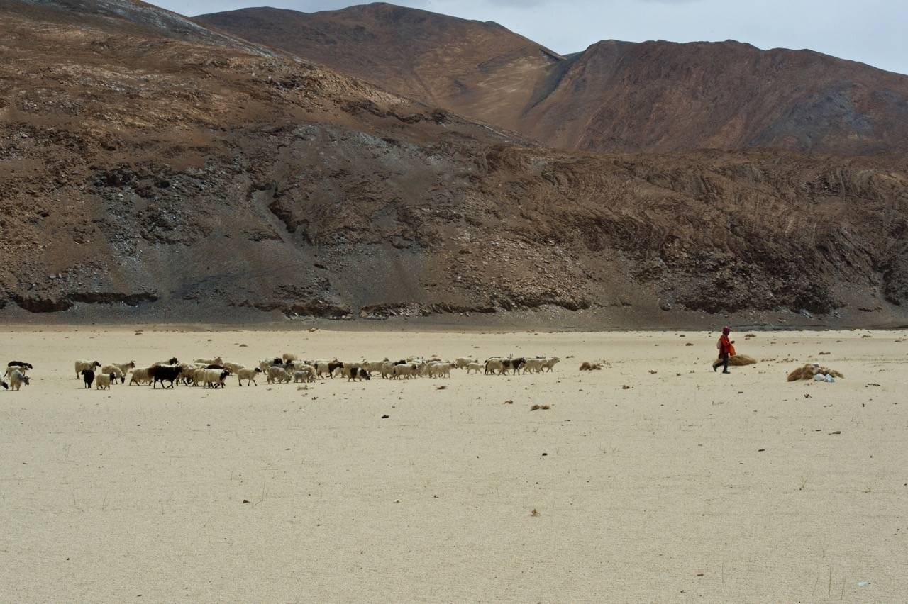 Pied Piper of Ladakh: A shepherd taking its flock across the sandy desert of Leh