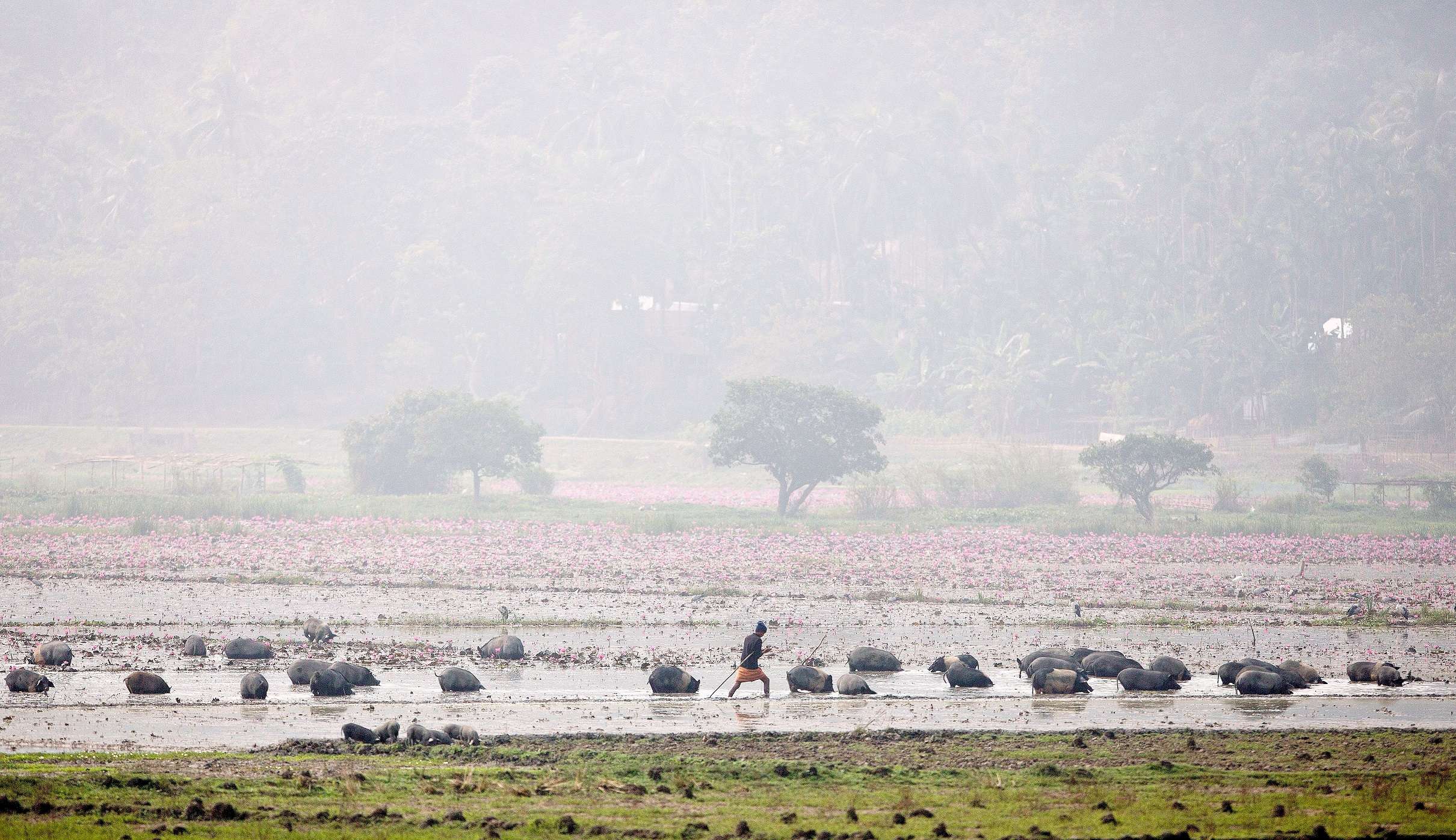 An Indian farmer grazes his pigs in a field filled with water in Chandrapur village, outskirts of Gauhati, India, Monday, Dec. 14, 2015. Agriculture is the main livelihood of about 60 percent of India's 1.2 billion people. (AP Photo/ Anupam Nath)