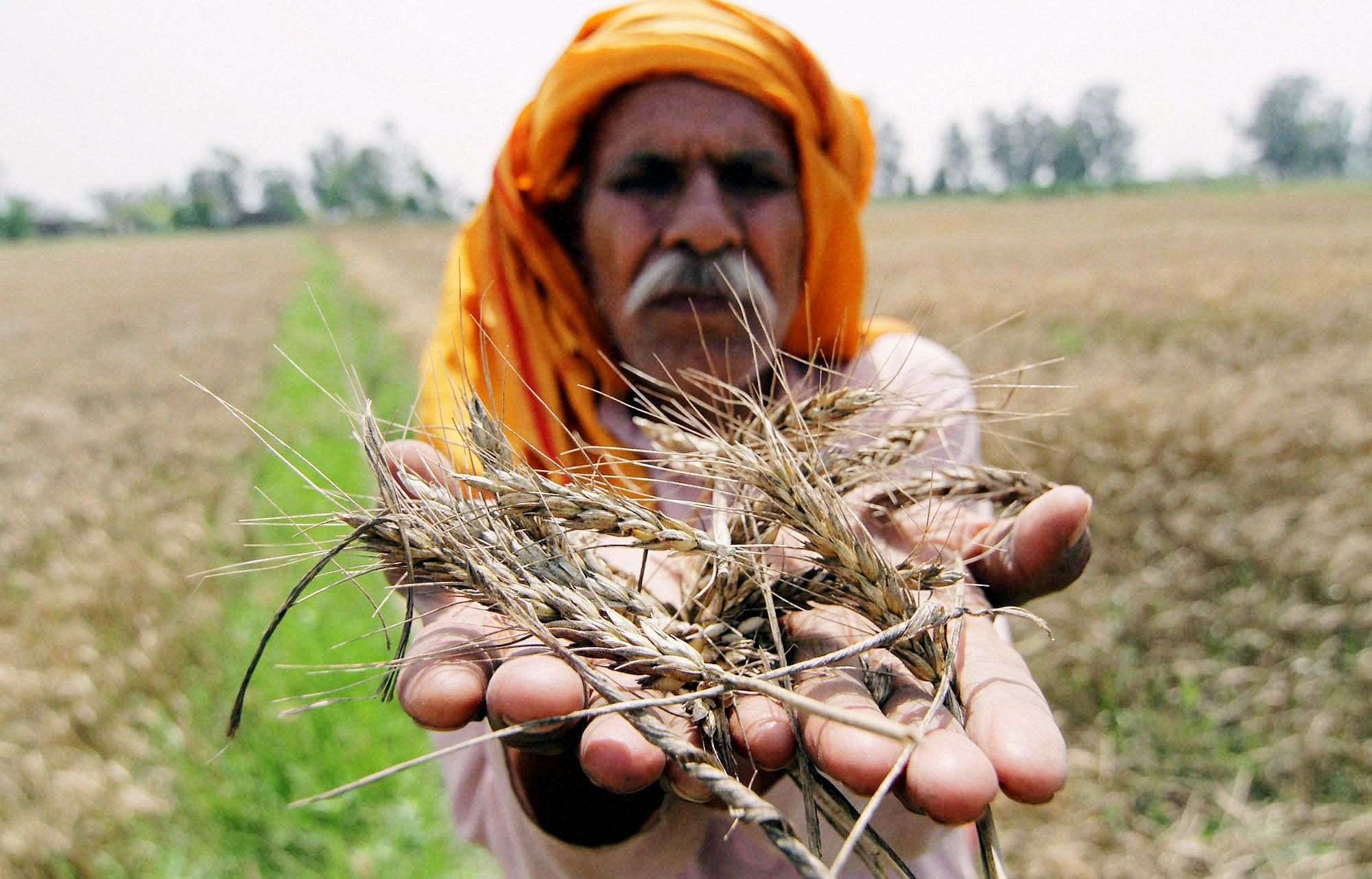 Jammu: A farmer displays the damaged wheat crop due to unseasonal rain and hail storm in Ranbir Singh Pura of Jammu on Tuesday. PTI Photo  (PTI4_21_2015_000154B)