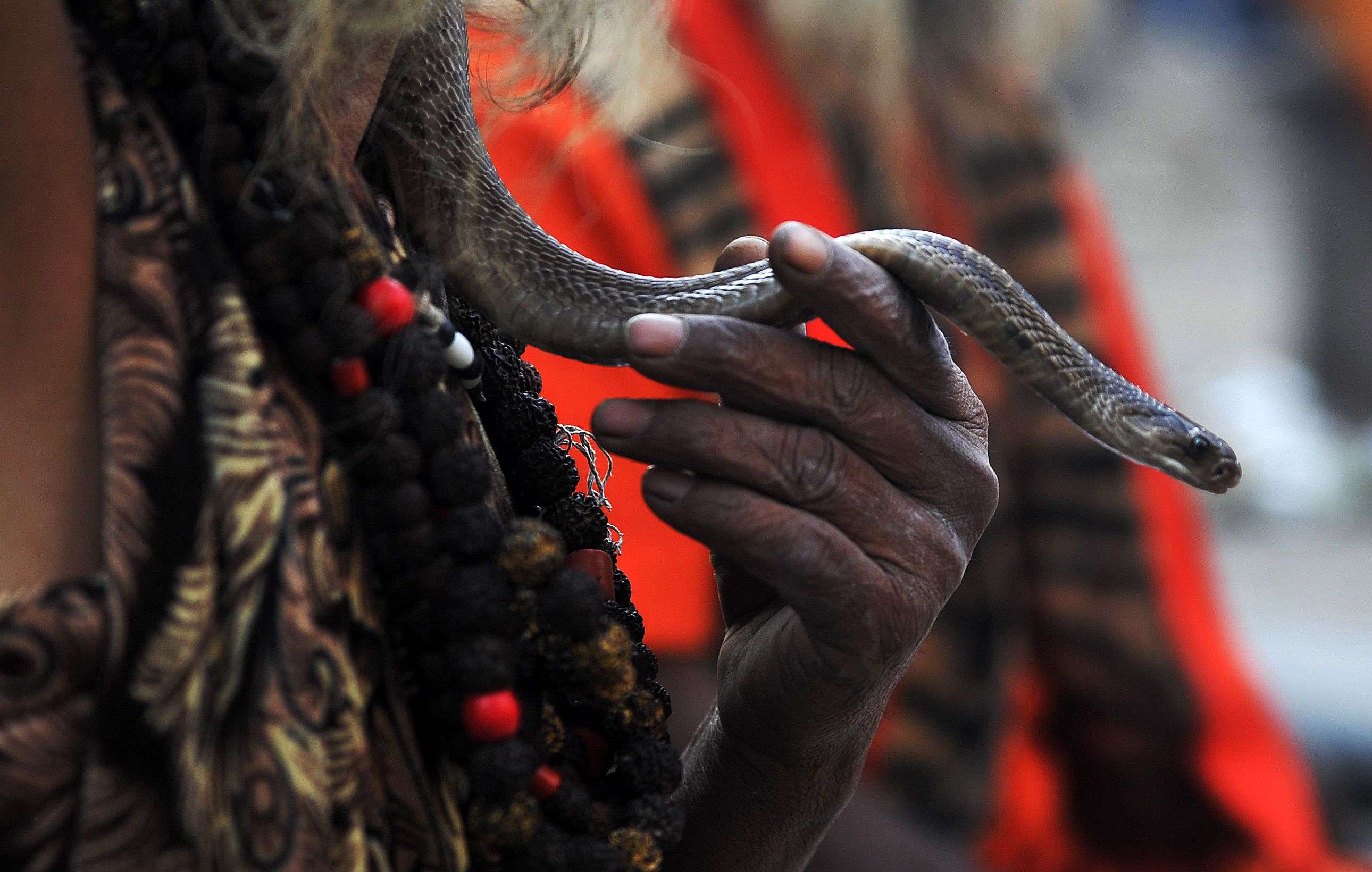 A Nepalese Sadhu (Hindu holy man) holds a snake as he sits near the Pashupatinath Temple during the Maha Shivaratri festival in Kathmandu on March 7, 2016. Hindus mark the Maha Shivratri festival by offering special prayers and fasting. Hundreds of sadhu have arrived in Kathmandu's Pashupatinath to take part in the Maha Shivaratri festival. / AFP / PRAKASH MATHEMA