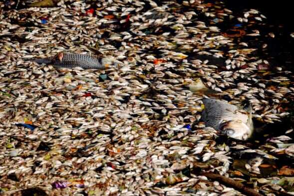 Ulsoor Lake as a fishy graveyard