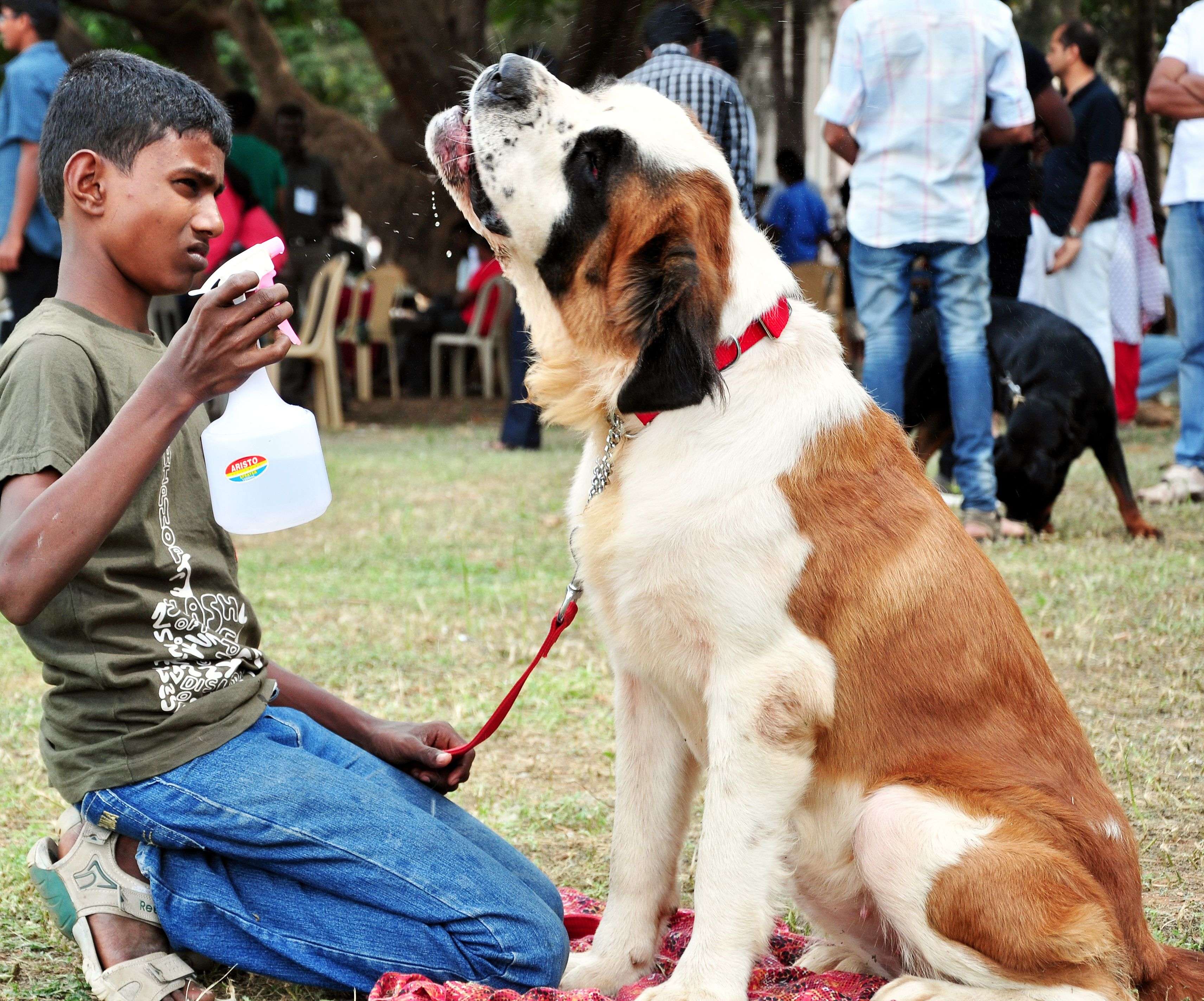 St Bernard at the Dog Show 2012, organised by the Coimbatore Kennel Club in the city on Sunday, Story - C.P.sajit Photo P.Sreedharan.