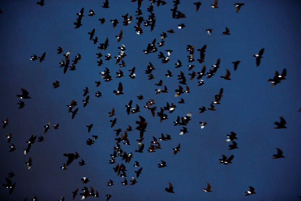 Pigeons with LED lights attached to them fly overhead as part of the "Fly By Night" art installation by artist Duke Riley above the Brooklyn borough of New York, U.S.,May 5, 2016. REUTERS/Lucas Jackson     TPX IMAGES OF THE DAY
