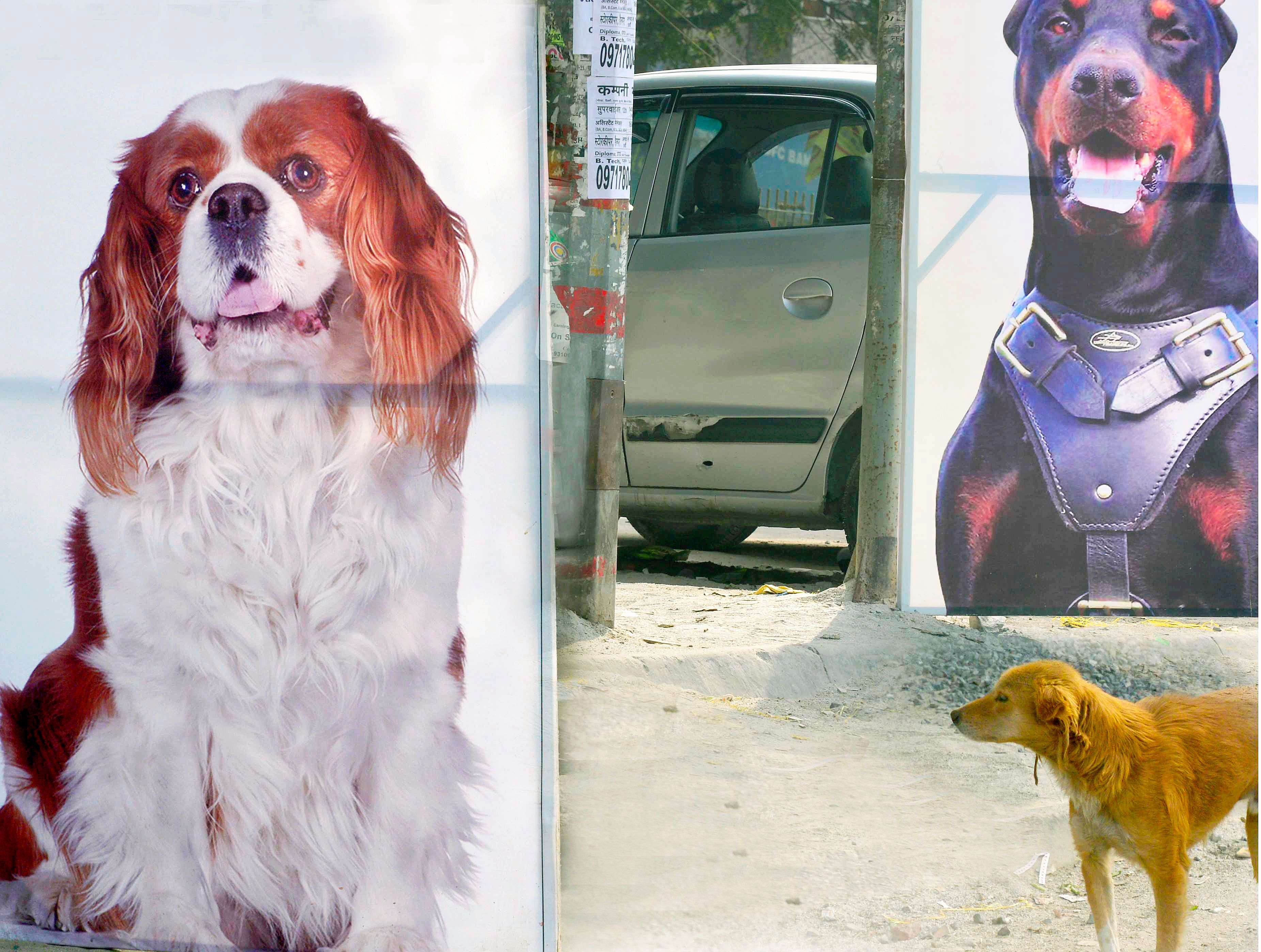 A BREED APART--------------- Welcome to Dogville. A stray dog standing near a Pet shop in Delhi.-----------------------PIC BY ANINDYA CHATTOPADHYAY