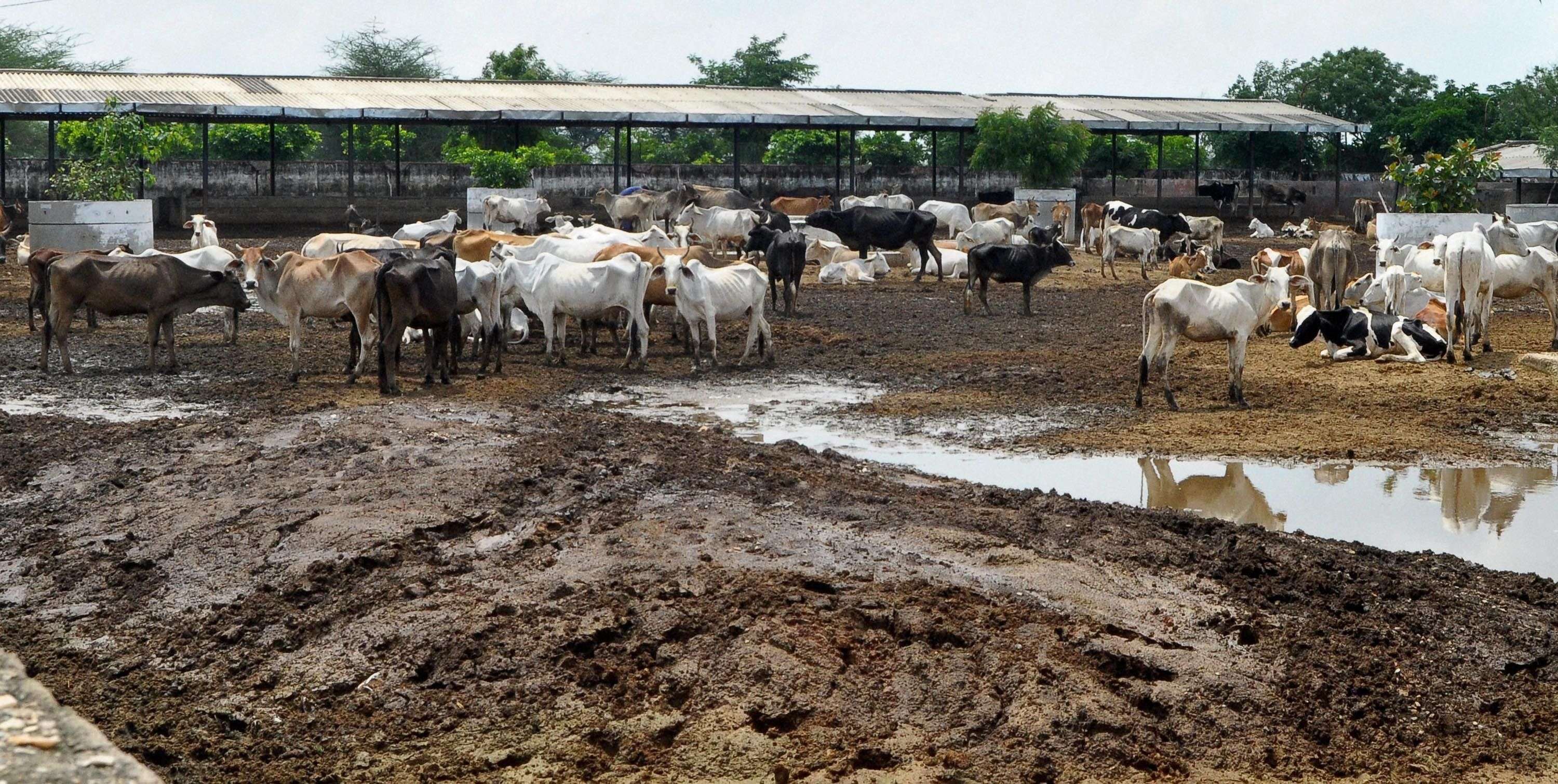 Jaipur: Cattle in pathetic condition at Hingonia Gaushala on the outskirts of Jaipur on Saturday. PTI Photo(PTI8_6_2016_000176B)