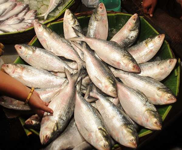 Moving on: There may be a common love for hilsa but the idea of a common homeland has been junked 