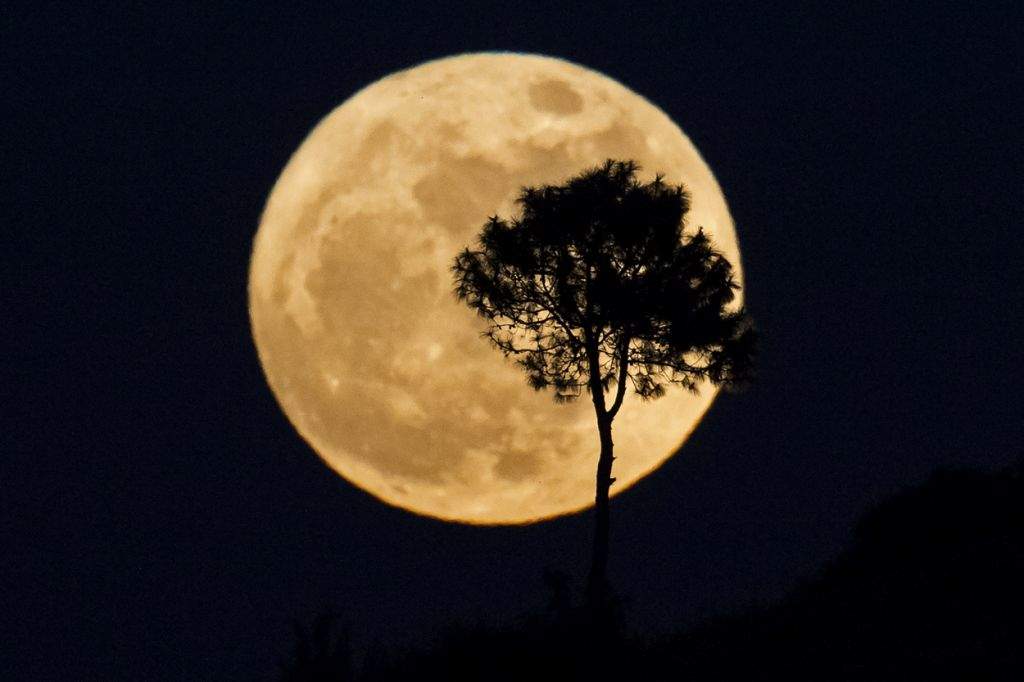 A tree is silhouetted as a 'supermoon' rises over Heho, Myanmar's Shan state. (AFP PHOTO / YE AUNG THU)