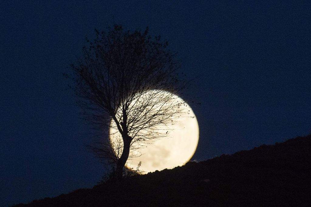 A tree is silhouetted as a 'supermoon' rises over Heho, Myanmar's Shan state. (AFP PHOTO / YE AUNG THU)