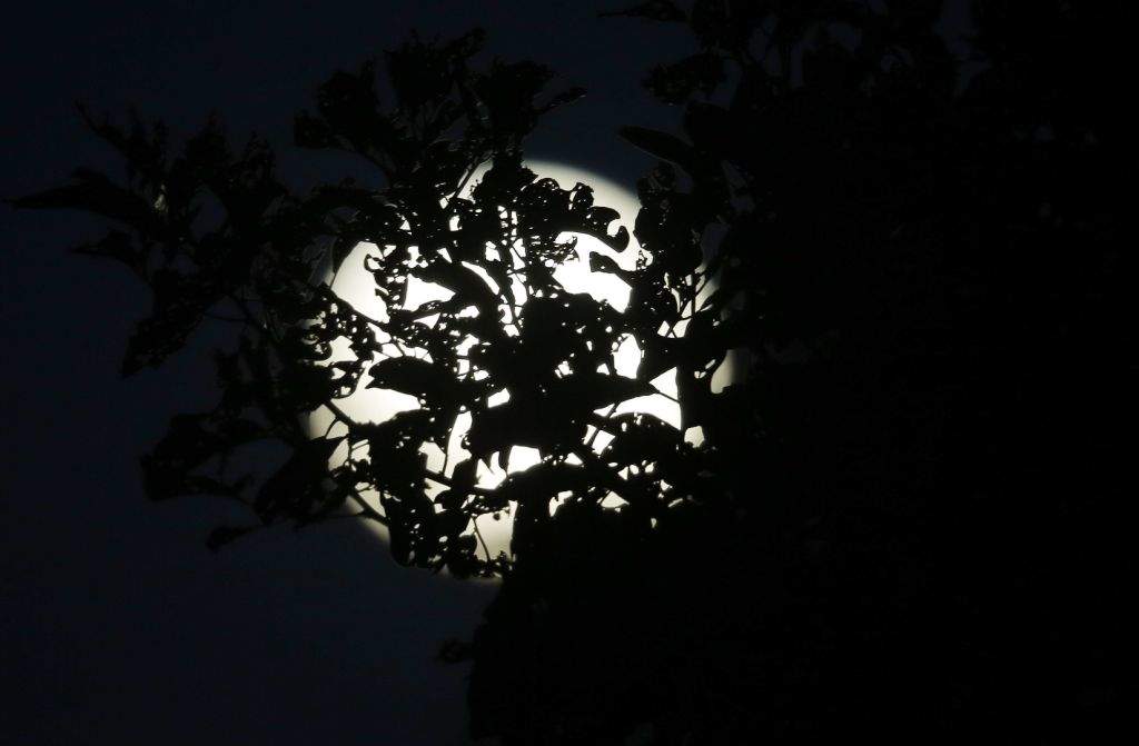 The moon is silhoutted against tree leaves as it rises over the Kathmandu valley, Nepal. (AP Photo/Niranjan Shrestha)