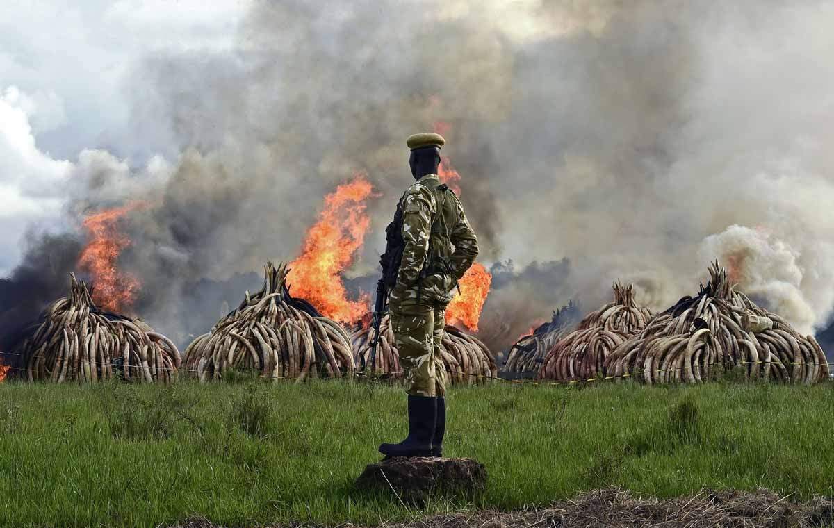 A stockpile of poached elephant tusks is burned in Nairobi National Park in April, 2016. (AFP / Carl De Souza)