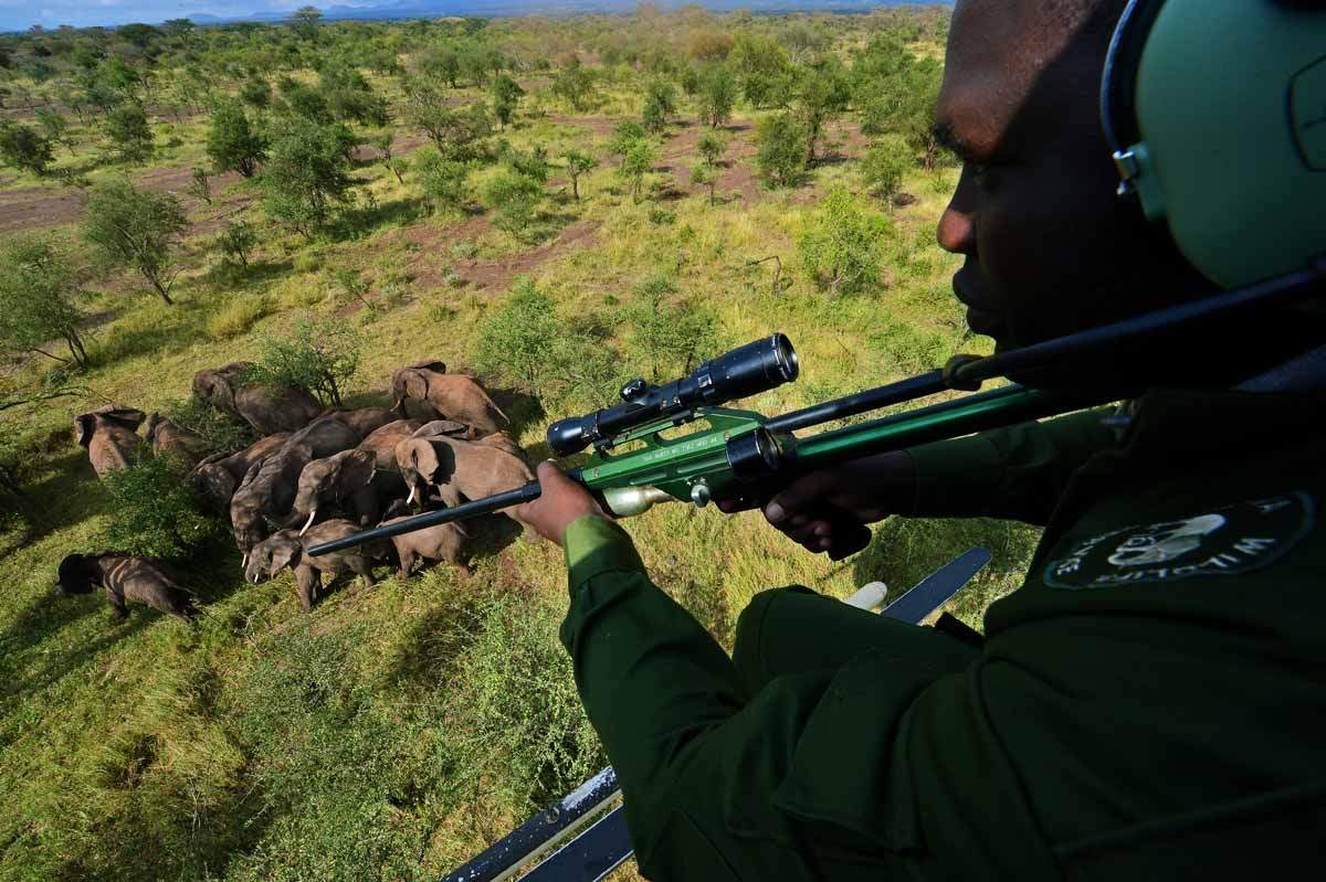 A Kenya Wildlife Services (KWS) vet holds a tranquiliser gun as he views wild elephants from a helicopter in Amboseli national park, Kenya on March 14, 2013. (AFP / Carl De Souza)
