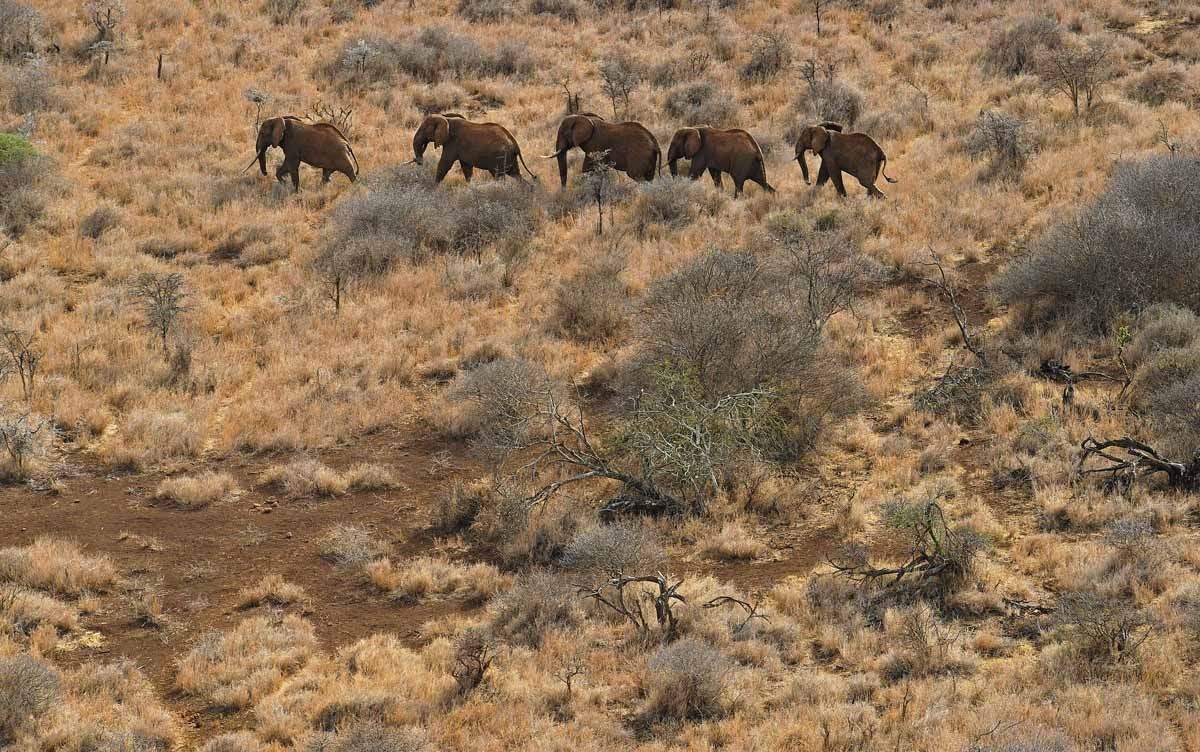 A herd of elephants walk outside the Amboseli National Park on November 2, 2016. (AFP / Carl De Souza)