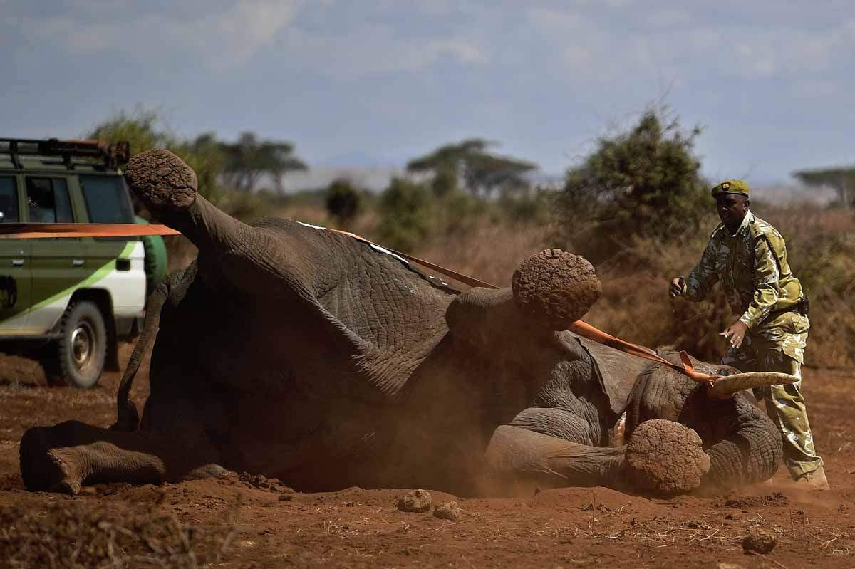  An elephant wearing a fitted electronic collar begins to wake up as its tranquilizer is reversed by vets at the Amboseli National Park on November 2, 2016. (AFP / Carl De Souza)