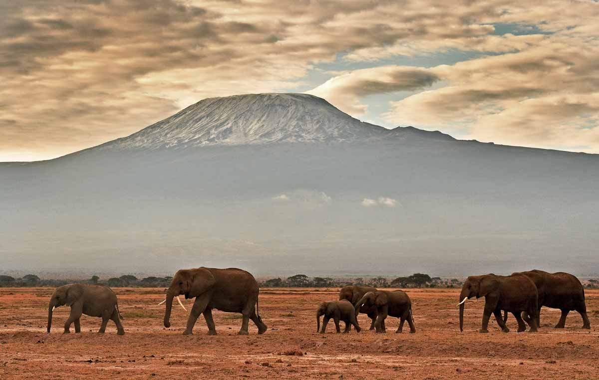 kenya-wildlife-elephants-111