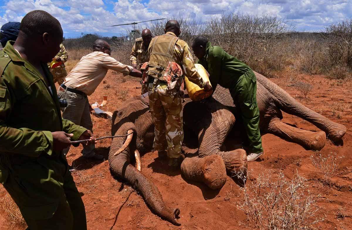 Collaring in Amboseli in March, 2013. (AFP / Carl De Souza)