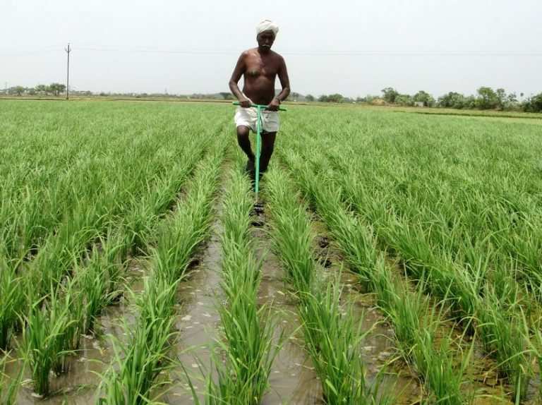 Boosting Tamil Nadu’s Agriculture: Case For Private Investment