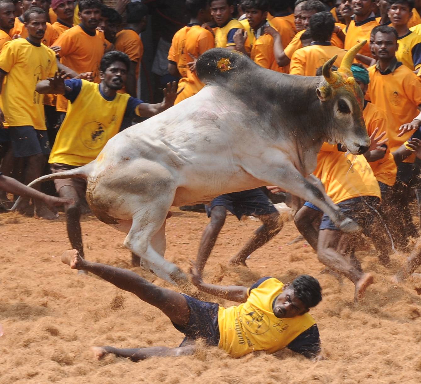 Although Supreme Court of India recently refused to lift ban on the traditional Jallikattu sport, people in Madurai are still bank hope on the central government and state government photo: K. Antony Xavier