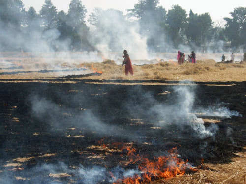 Stubble burning in Punjab (TOI Photo) 