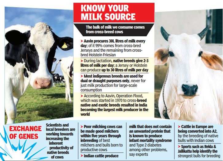 Desi Cow May Be Holy But Low Milk Yield Still A Spoiler