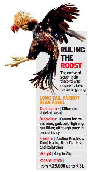 Fighter cock to show bird: Native roosters find support at home