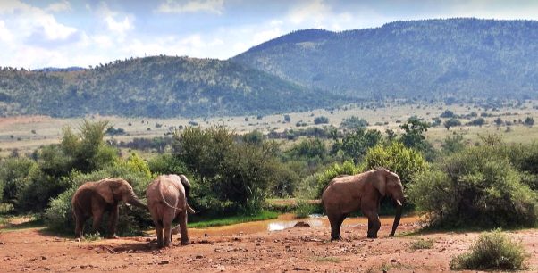 Pilanesberg Game Reserve – an ancient extinct volcanic crater