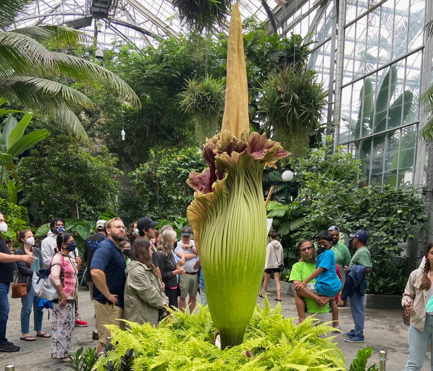 From the annals of quirky adventures: Esprit de corpse flower