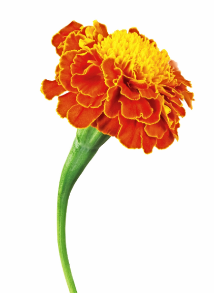 Marigolden bloom: Make this flower of ritual also a remembrance of the ...