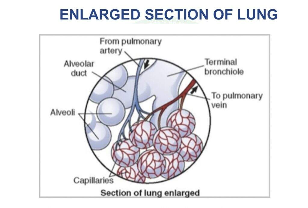 Basics of nutrition: Respiratory system – PBW Foods Private Limited