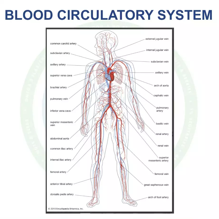 what parts of the body are included in the circulatory system