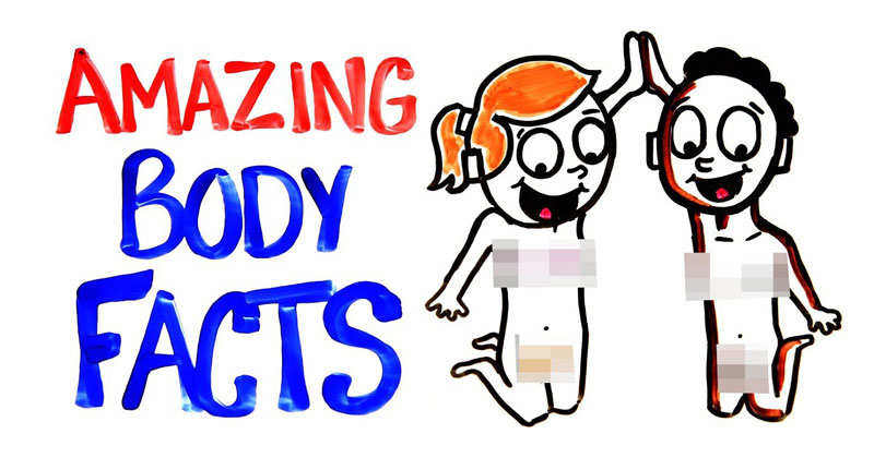 amazing body facts